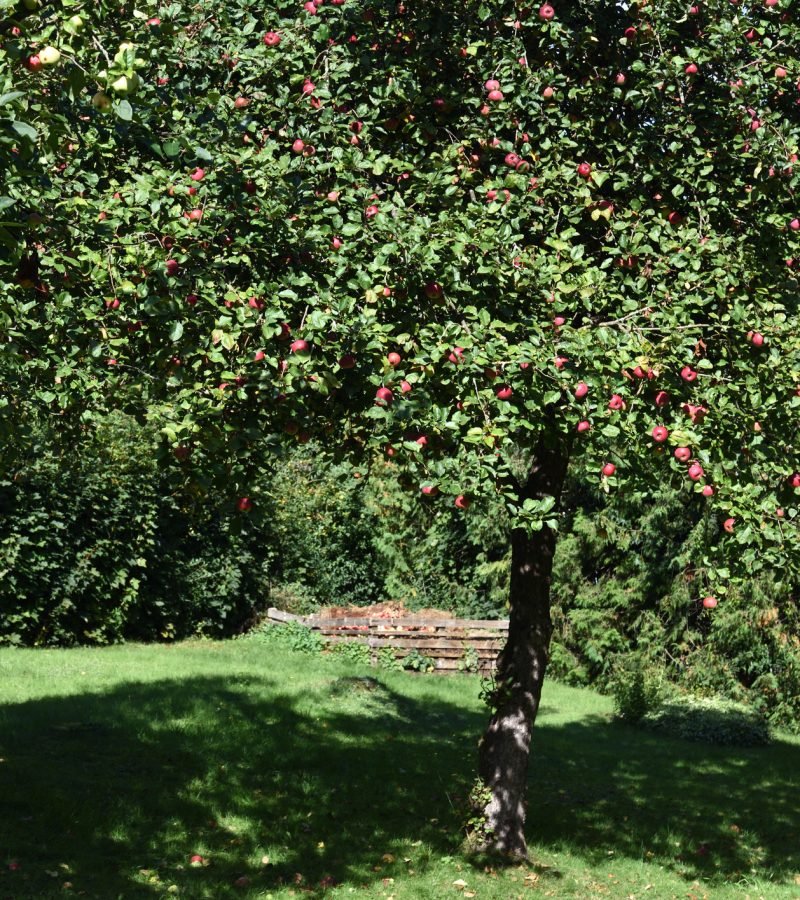 Apfelbaum schneiden Obstbaumschnitt Baumpflege Weinheim